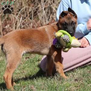 Easton, Belgian Malinois Puppy